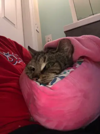 Dumpling