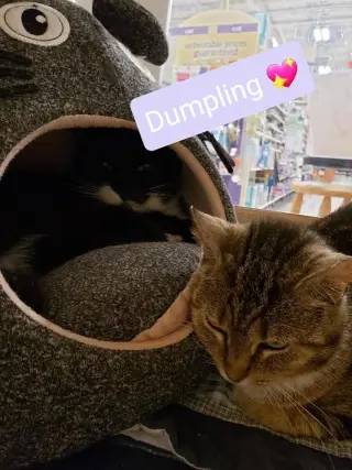 Dumpling