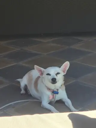 Lulu