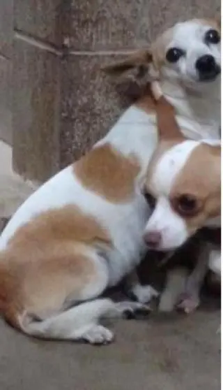Lulu
