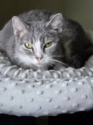 Greta