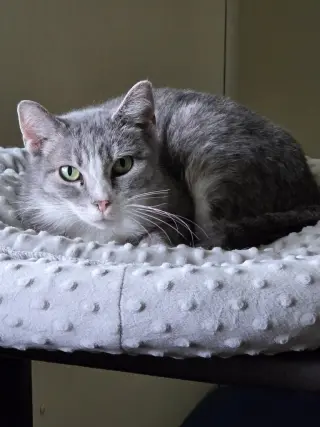Greta