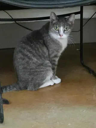 Greta
