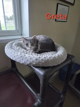 Greta