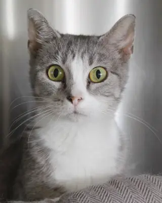 Greta