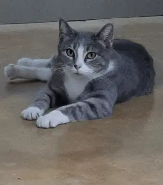 Greta