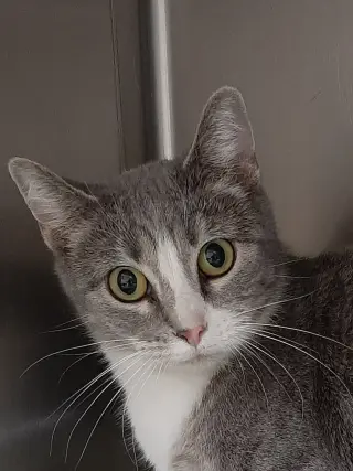 Greta