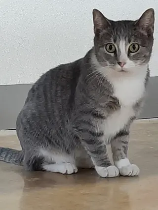 Greta