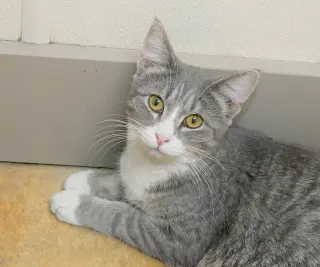 Greta