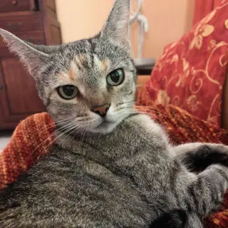 Bertie