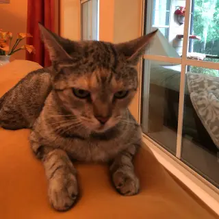 Bertie