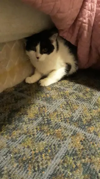 Patchy Bonded with Rosie