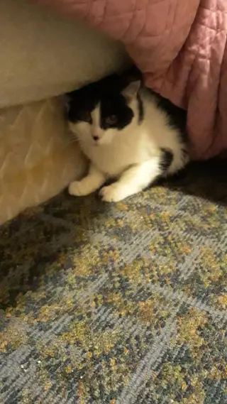 Patchy Bonded with Rosie