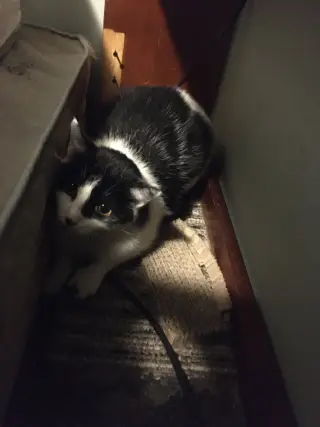 Patchy Bonded with Rosie