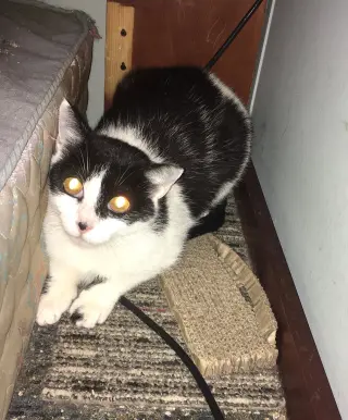 Patchy Bonded with Rosie