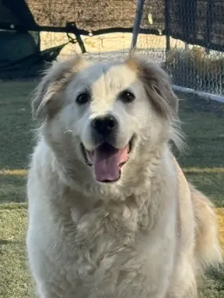 Auggie