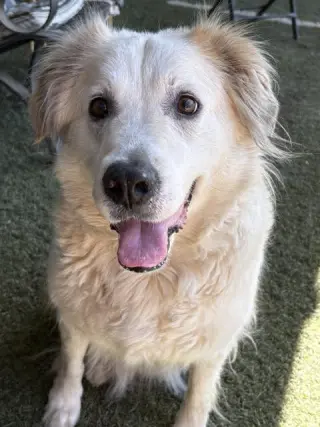 Auggie
