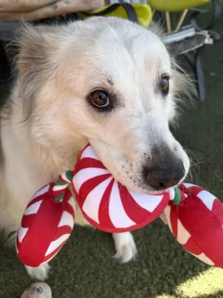 Auggie