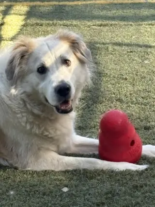 Auggie