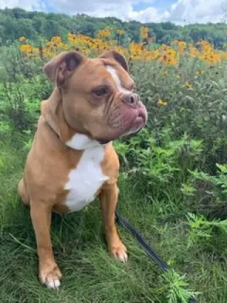 Sarge in Charge
