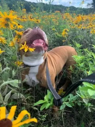 Sarge in Charge