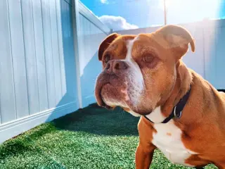 Sarge in Charge