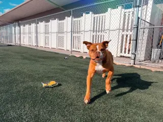 Sarge in Charge