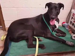 Pepper