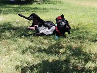 Pepper