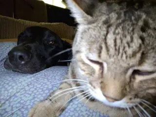 Pepper