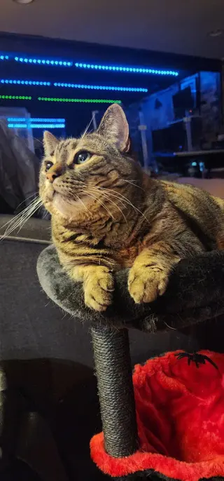 Delilah