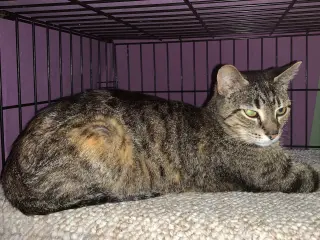 Delilah