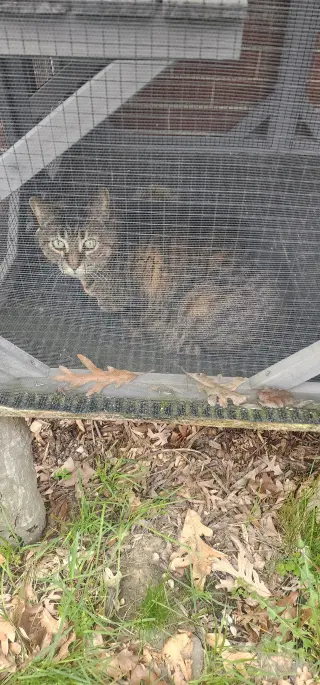 Delilah