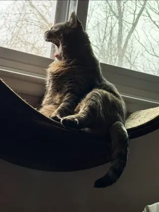 Delilah