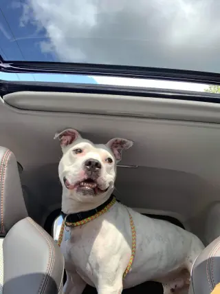 Dodger