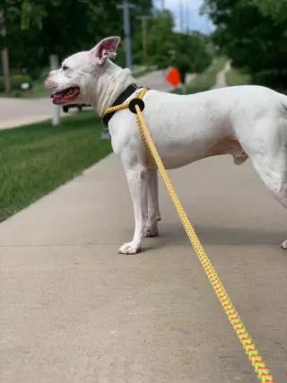 Dodger