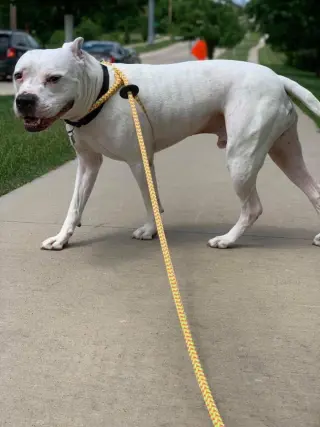 Dodger