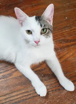 Harper