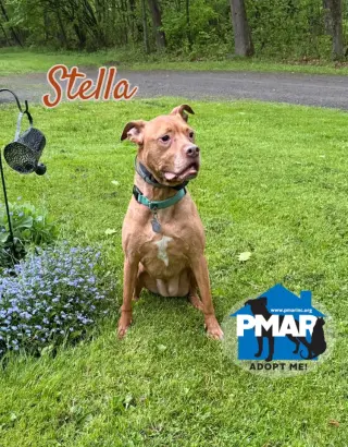 Stella