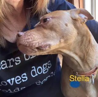 Stella