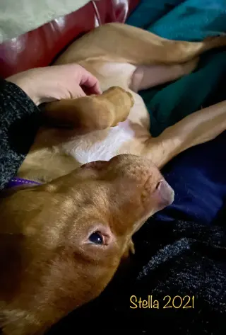 Stella