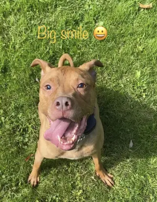 Stella