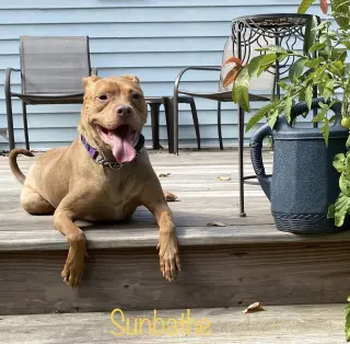 Stella