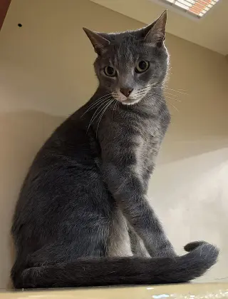 Papi