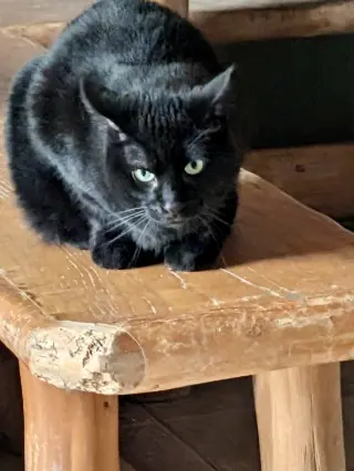 Tappy