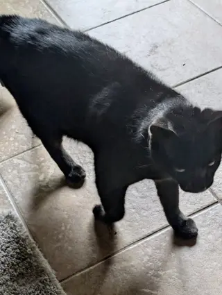 Tappy