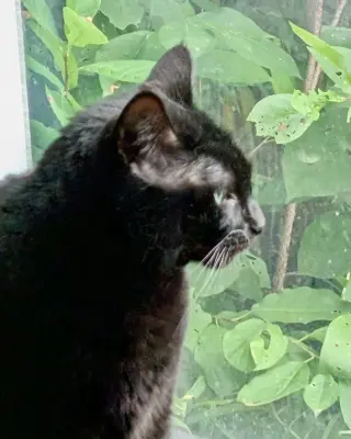 Tappy