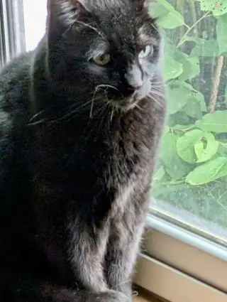 Tappy