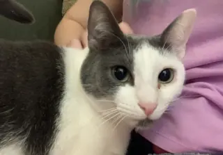 Gracie