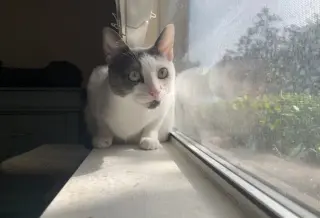 Gracie